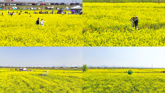 【10分半钟】南京浦口永宁油菜花