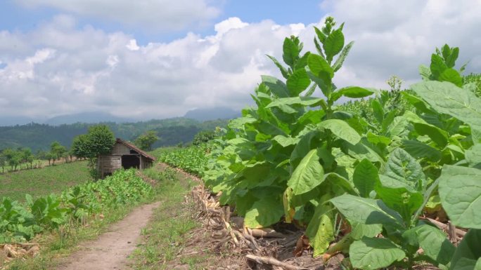 烟草园田生长季节时采用高地梯田法。