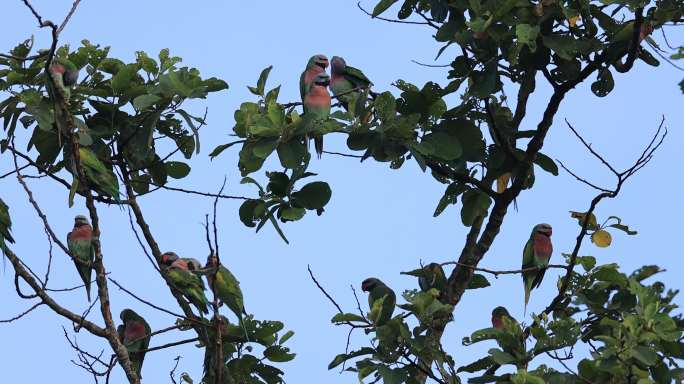 一群野生绯胸鹦鹉聚集在树上