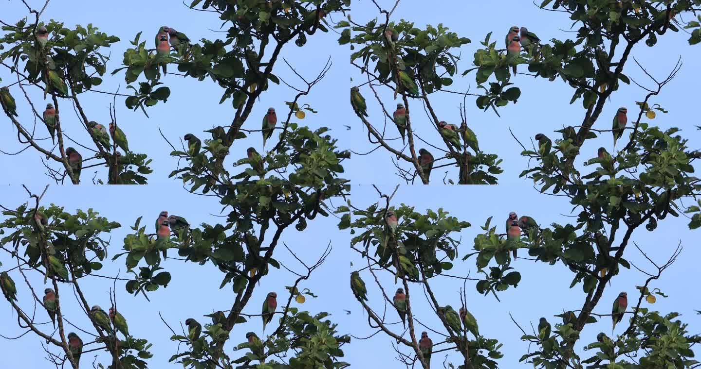 一群野生绯胸鹦鹉聚集在树上