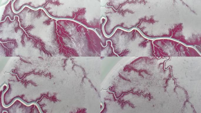 锦州红海滩航拍高清视频