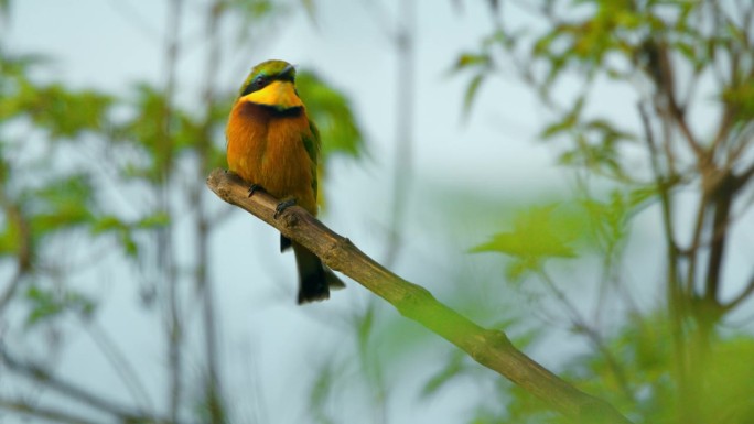 坦桑尼亚，一只色彩斑斓的鸟坐在树枝上展开翅膀