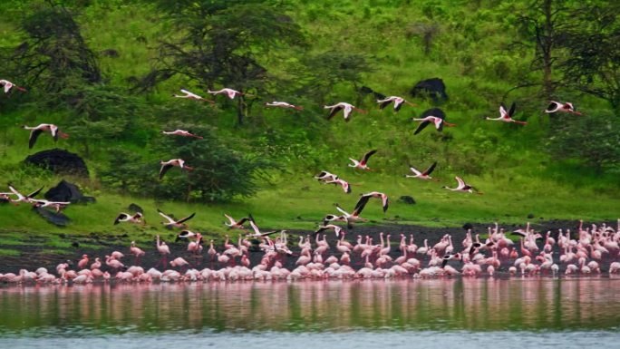 在坦桑尼亚的一个自然公园里，一群火烈鸟飞过湖面
