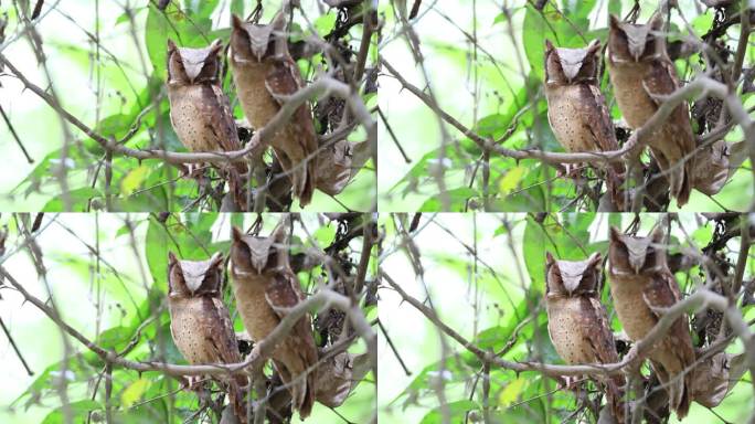 夜行鸟:一对成年雄性和雌性白额鸮。