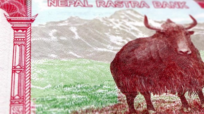 尼泊尔卢比5张钞票，5张尼泊尔卢比，尼泊尔卢比的特写和宏观视图，跟踪和多莉拍摄5张尼泊尔卢比钞票观察