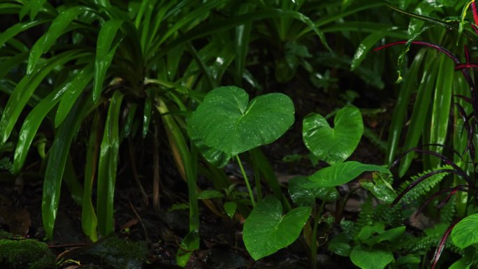热带雨滴落在坦桑尼亚热带森林茂密的绿色植被上