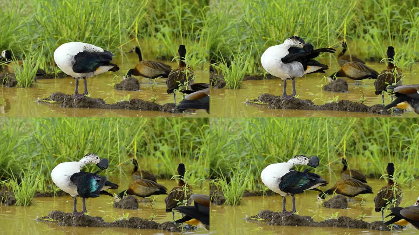 一群鸟在小水坑里享受泥浴