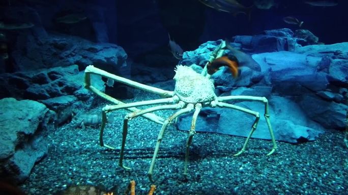 海底行走的巨型蜘蛛蟹，包括帝王蟹、雪蟹、巨蟹等
