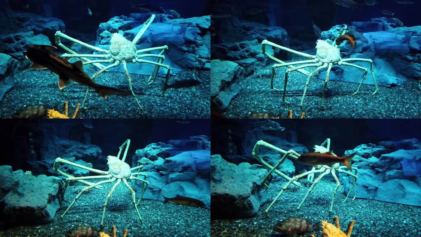 海底行走的巨型蜘蛛蟹，包括帝王蟹、雪蟹、巨蟹等