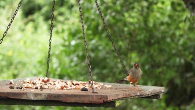 非洲裸眼画眉鸟栖息在悬挂的木制喂食器上，肯尼亚阿伯代尔国家公园。近距离