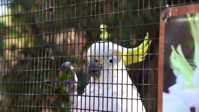 在野生动物保护区，一只黄冠凤头鹦鹉紧贴在笼子的一侧，为游客和路人跳舞，近距离拍摄。