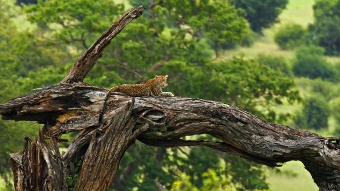 在大草原上，一只豹子在一棵光秃秃的树干上休息
