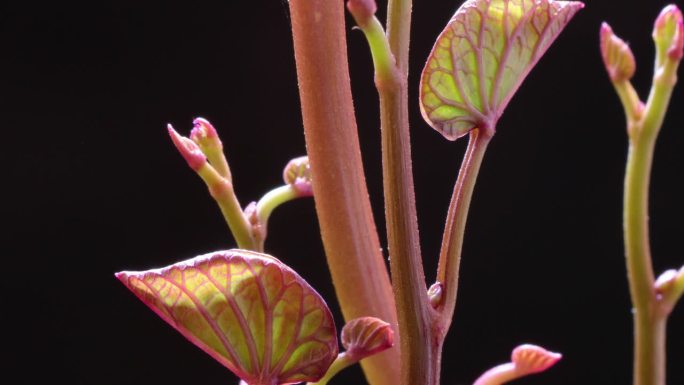 甘薯或甘薯(Ipomoea batatas)生长的叶子