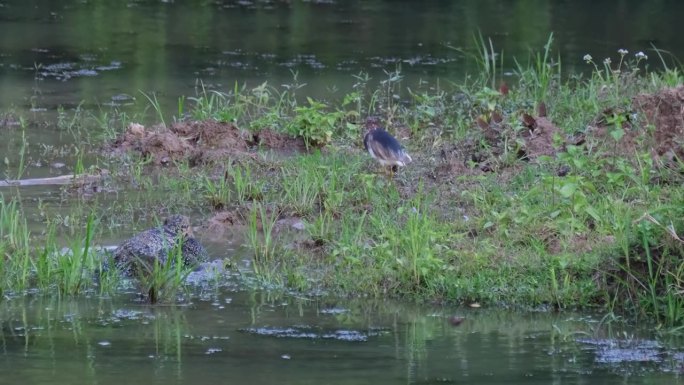 一只中国池塘鹭从在浅水区涉水的巨蜥旁侥幸逃脱。苍鹭跳到陆地上，靠近一些飞舞的蝴蝶。