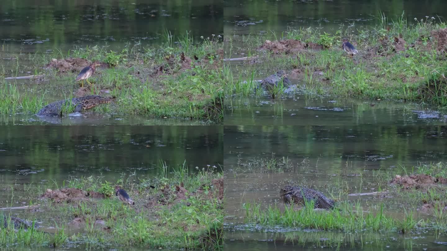 一只中国池塘鹭从在浅水区涉水的巨蜥旁侥幸逃脱。苍鹭跳到陆地上，靠近一些飞舞的蝴蝶。