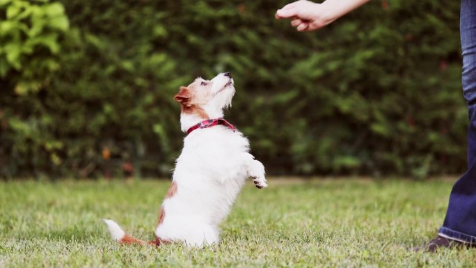 训练师教有趣的狗做一些把戏，然后给她零食，积极的小狗训练