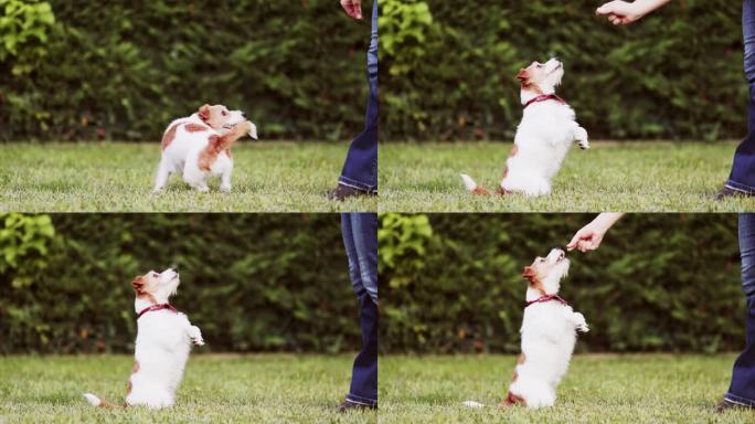 训练师教有趣的狗做一些把戏，然后给她零食，积极的小狗训练