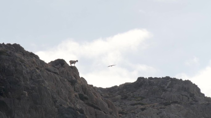 山羊坐在悬崖上，鹰的猎物飞过。山脉克里特岛希腊。