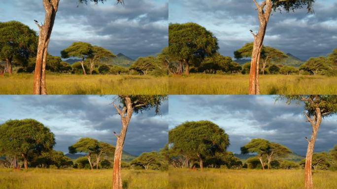 在日出时驾车穿越坦桑尼亚美丽的风景