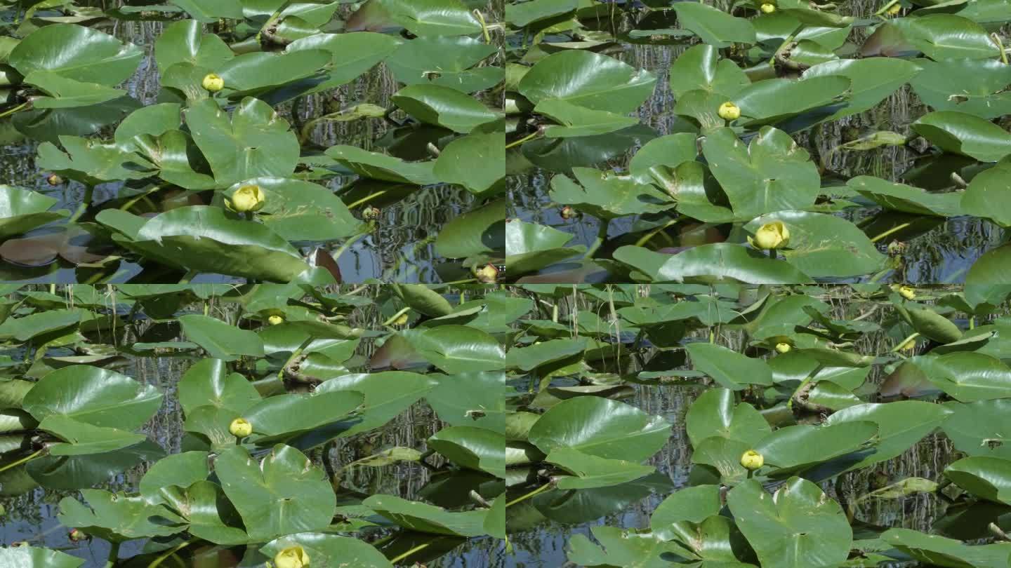 在一个温暖的夏日，迈阿密附近阴暗的佛罗里达大沼泽地里，一大片绿色的睡莲叶子被红树林包围着，上面有黄色