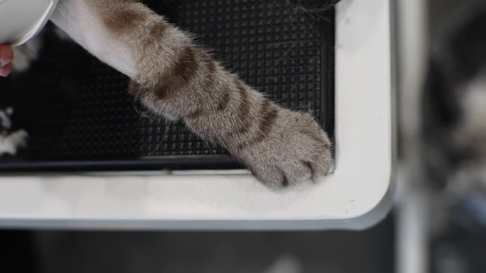 动物美容院剃光的猫爪在梳理过程中的特写俯视图。专业美容师使用电动修剪器为家猫修剪毛发