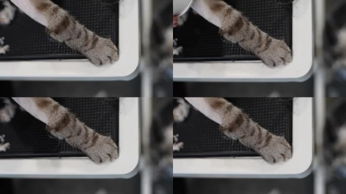 动物美容院剃光的猫爪在梳理过程中的特写俯视图。专业美容师使用电动修剪器为家猫修剪毛发