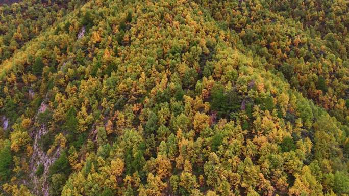 秋天的高山黄色的树林