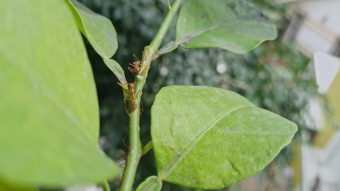 红蚁或织布蚁从蚜虫中寻找蜜露的宏观视图