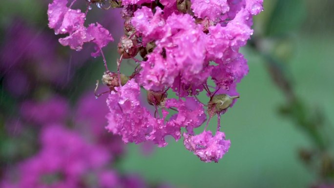 紫薇花夏天唯美清新雨露水珠露珠花瓣掉落
