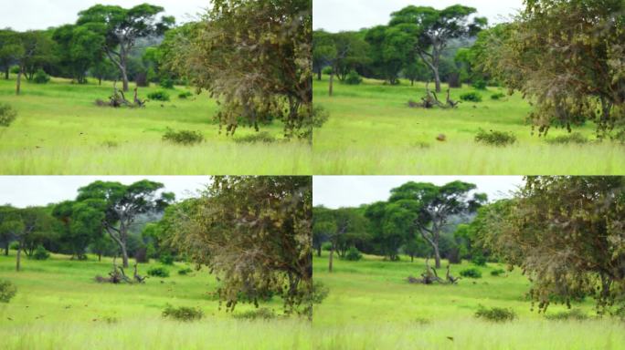 在坦桑尼亚的一个自然公园里，一群椋鸟飞过大草原