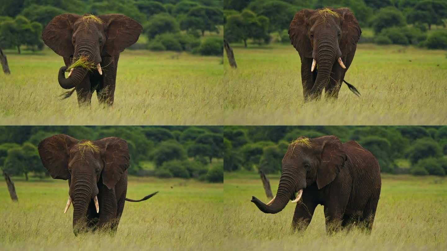 坦桑尼亚大草原上，一头非洲象正在绿色的草地上吃草