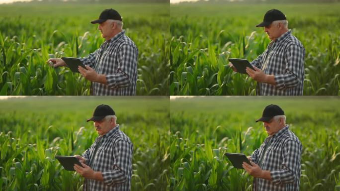 有经验的农民用现代药片检查田地里玉米植株的叶子，农作物