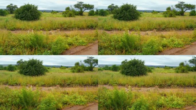 在坦桑尼亚大草原的草地上放松的雌狮