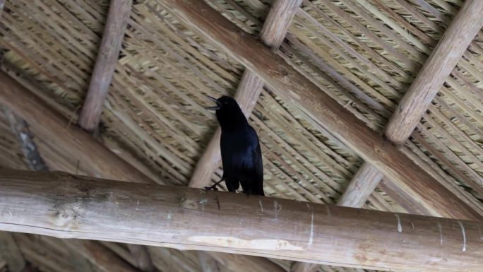 在迈阿密附近的佛罗里达大沼泽地，一只黑色的船尾渡鸦栖息在一根原木上，环顾着一个小木结构