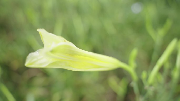 黄花菜 升格 雨露 特写 阳光 植物