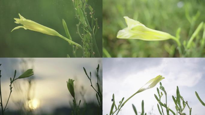 黄花菜 升格 雨露 特写 阳光 植物