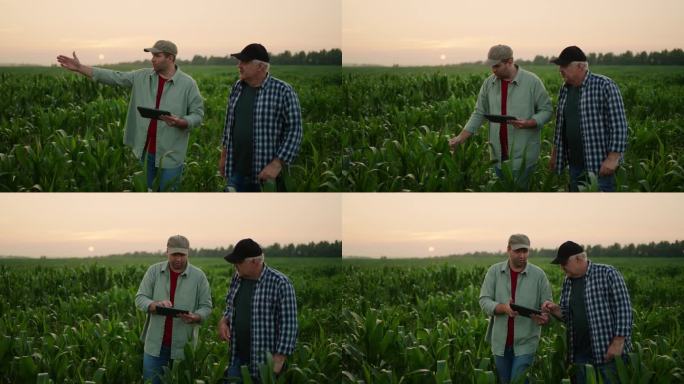两个农民，儿子和父亲，走在玉米地里，谈农业企业的发展