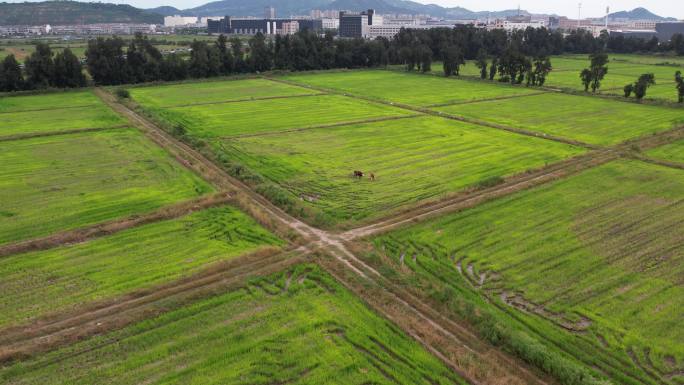 台州温岭松门农村航拍DJI_0156