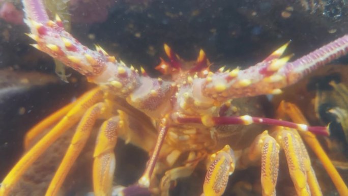 小龙虾在浅岩池里进食的特写。新西兰。