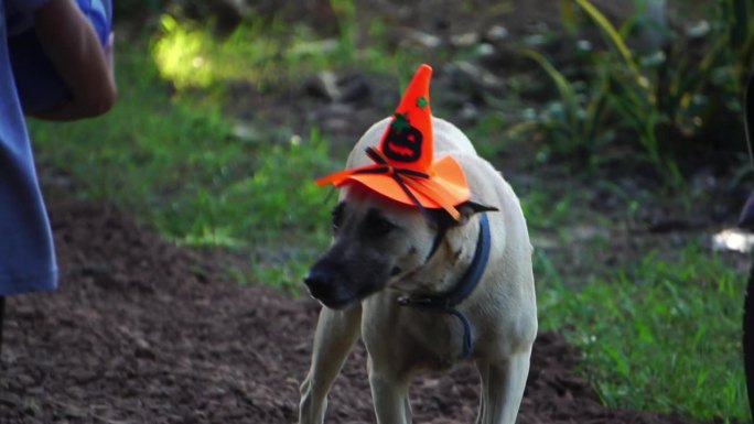 一只狗戴着女巫的帽子来庆祝万圣节