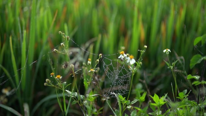 美丽的黄芪花在田野的边缘盛开，露珠和有毒的蜘蛛网