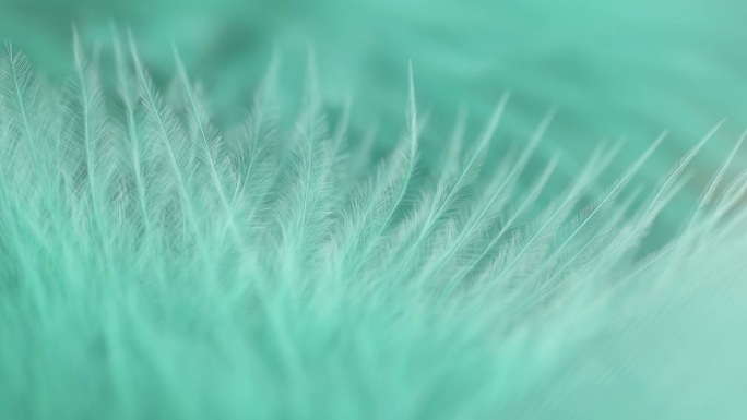 绿松石羽毛特写。选择性对焦，慢动作羽毛背景。宏。绿色蓬松背景