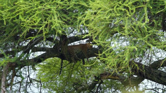 一只豹子在坦桑尼亚大草原某处的树梢上休息