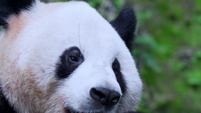 大熊猫吃竹叶特写