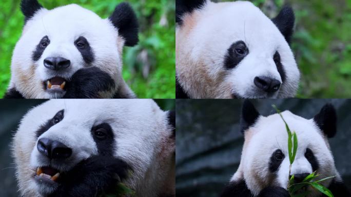 大熊猫吃竹叶特写