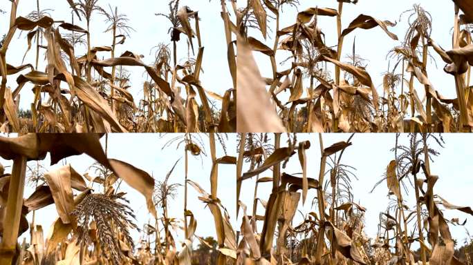 干枯的玉米茎，象征着气候变化