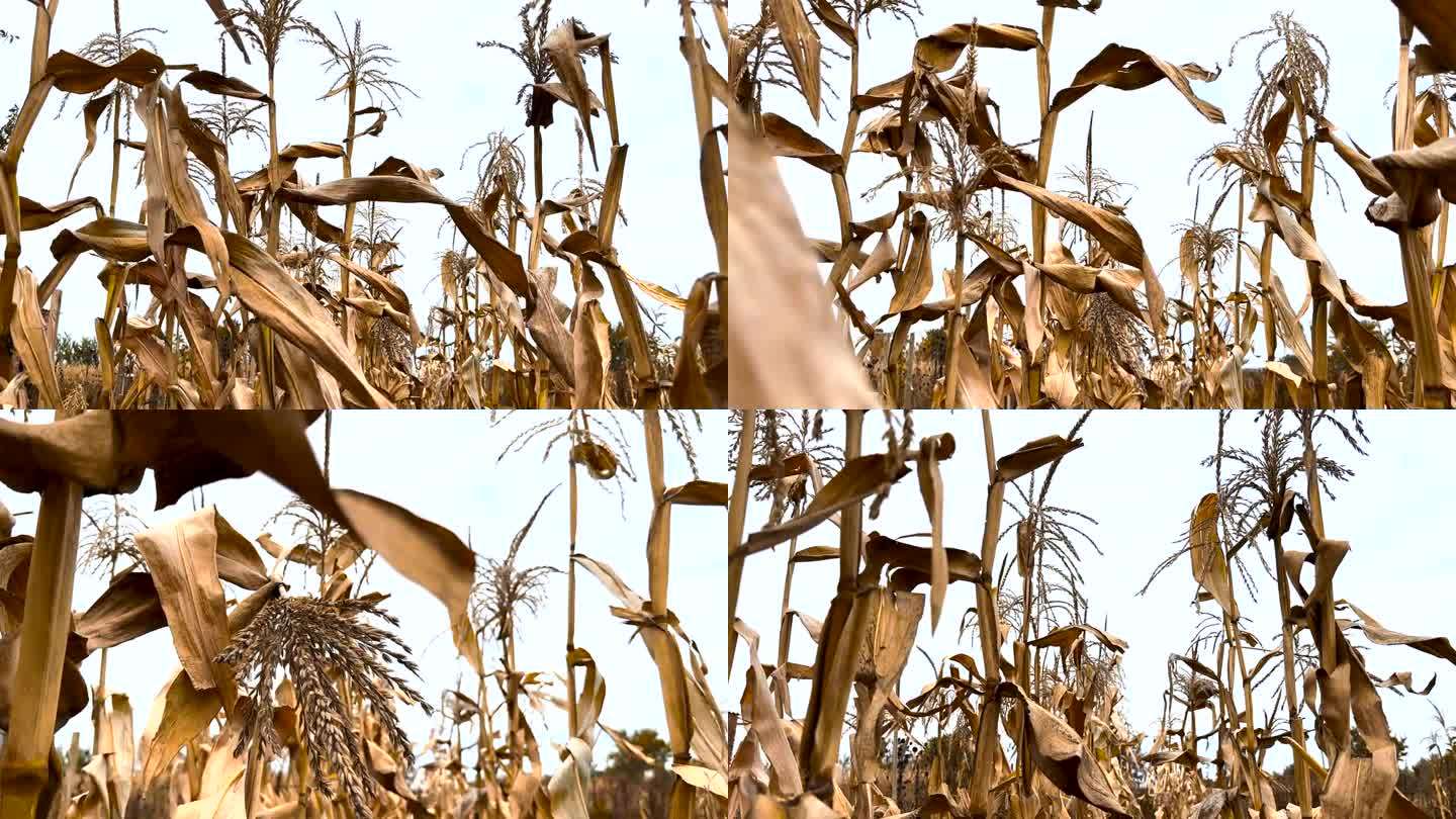 干枯的玉米茎，象征着气候变化