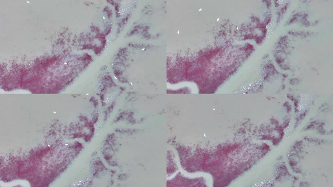 盘锦红海滩航拍高清视频