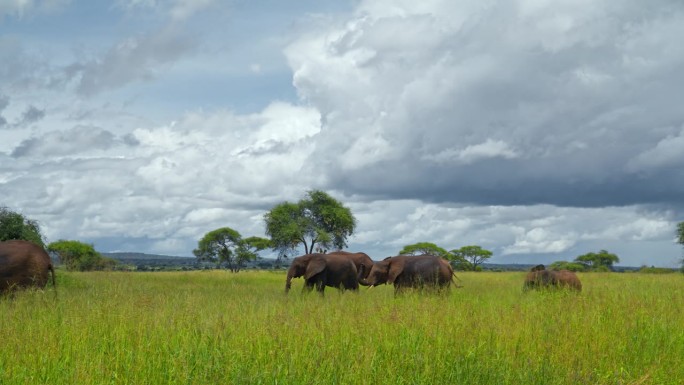 一群非洲大象在坦桑尼亚的草地上行走
