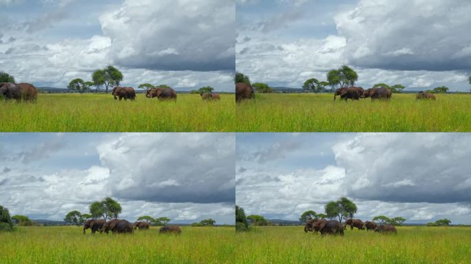 一群非洲大象在坦桑尼亚的草地上行走